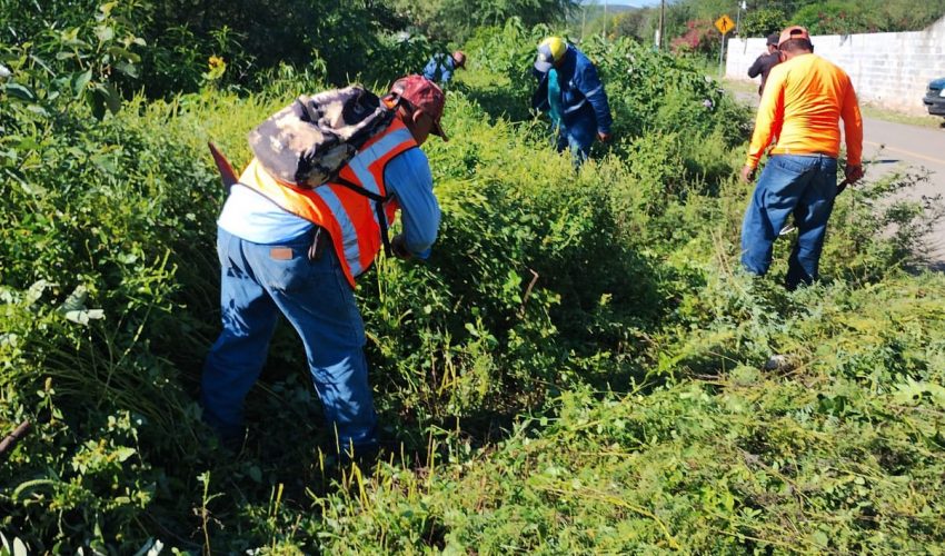 Limpieza de maleza y mantenimiento del ejido el Palmar.